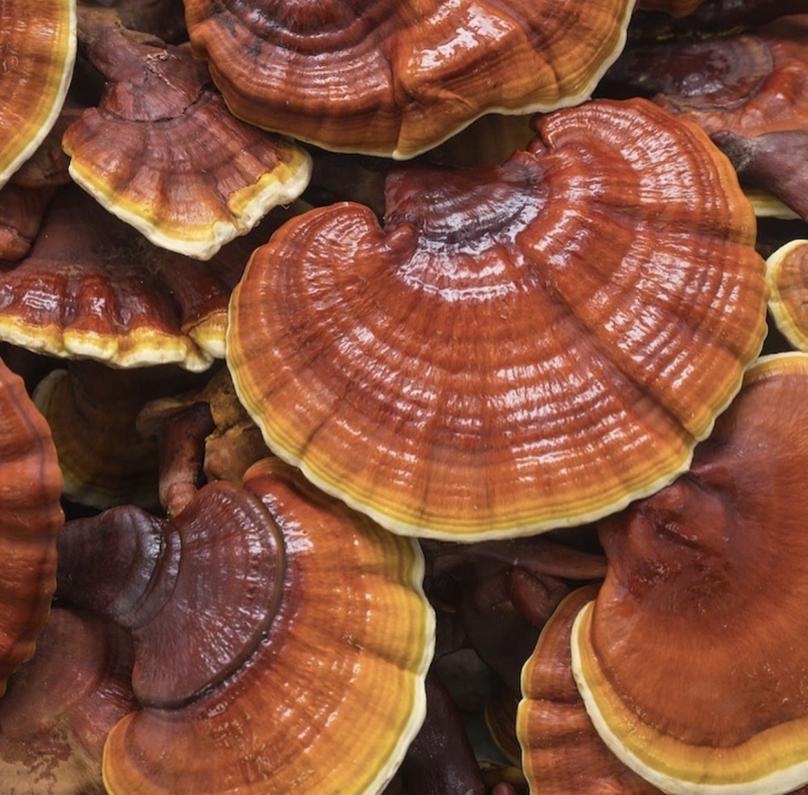 What Is Reishi Mushroom Good For Foraged