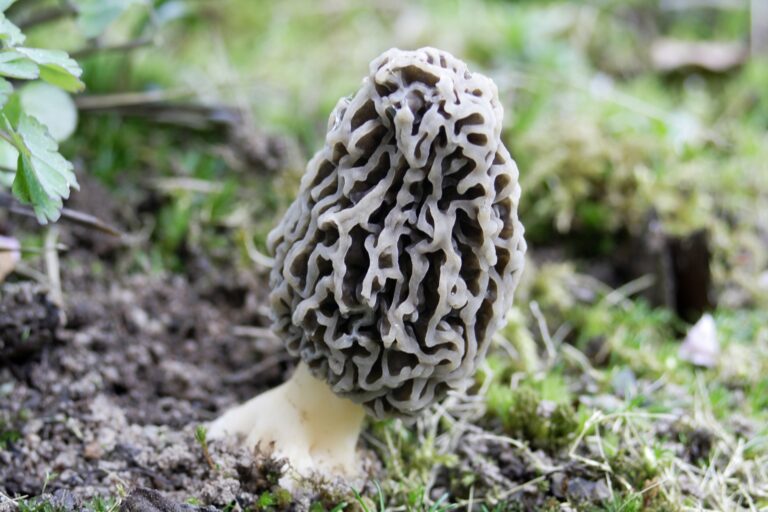 Grey Morel Mushrooms