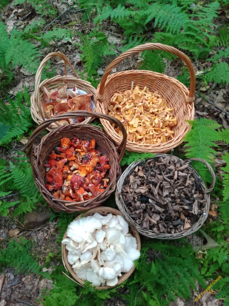 wild mushrooms