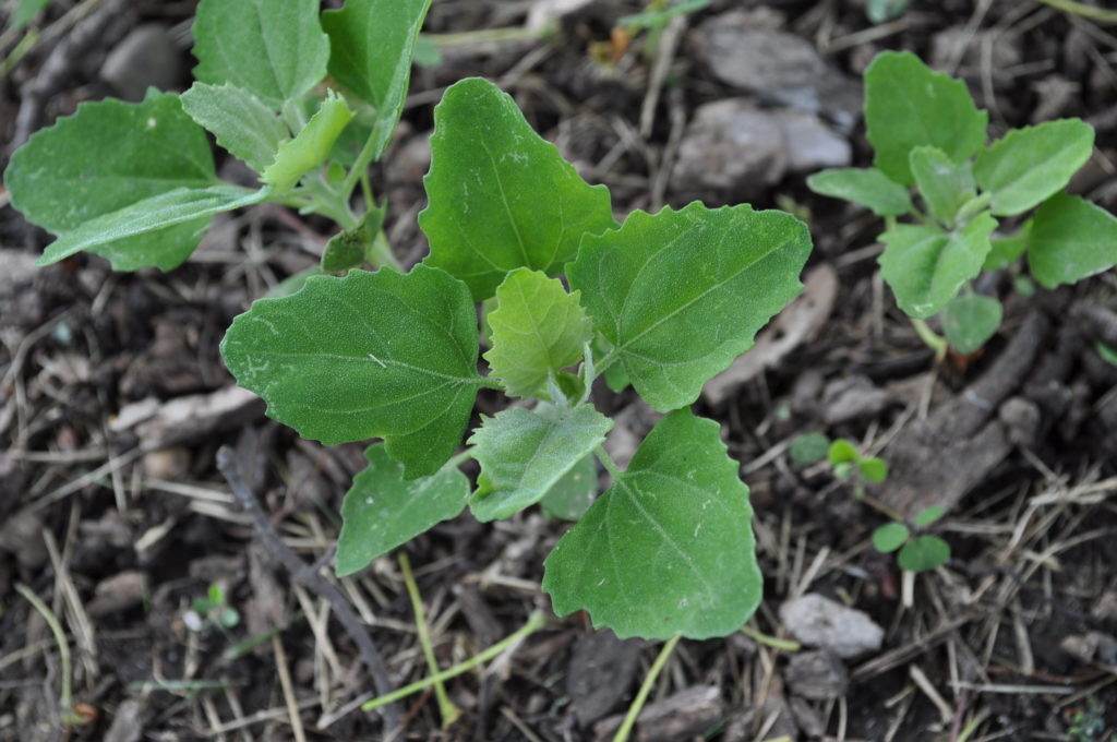 Lambsquarters Chenopodium album