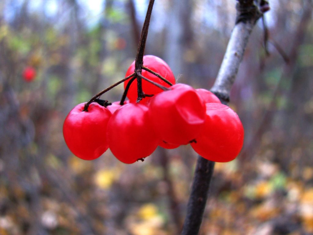 High-bush cranberries