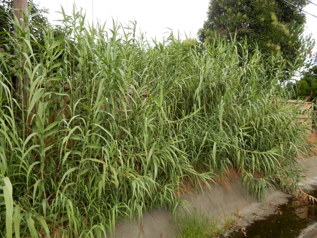 Giant Reed Grass Arundo donax