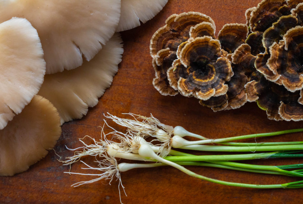 Winter Oyster Mushrooms, Turkey Tail Mushrooms and Wild Onions