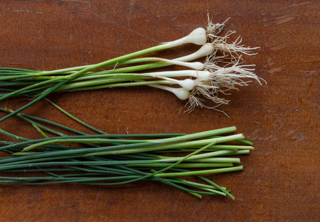 Two bunches of Wild Onions side-by-side