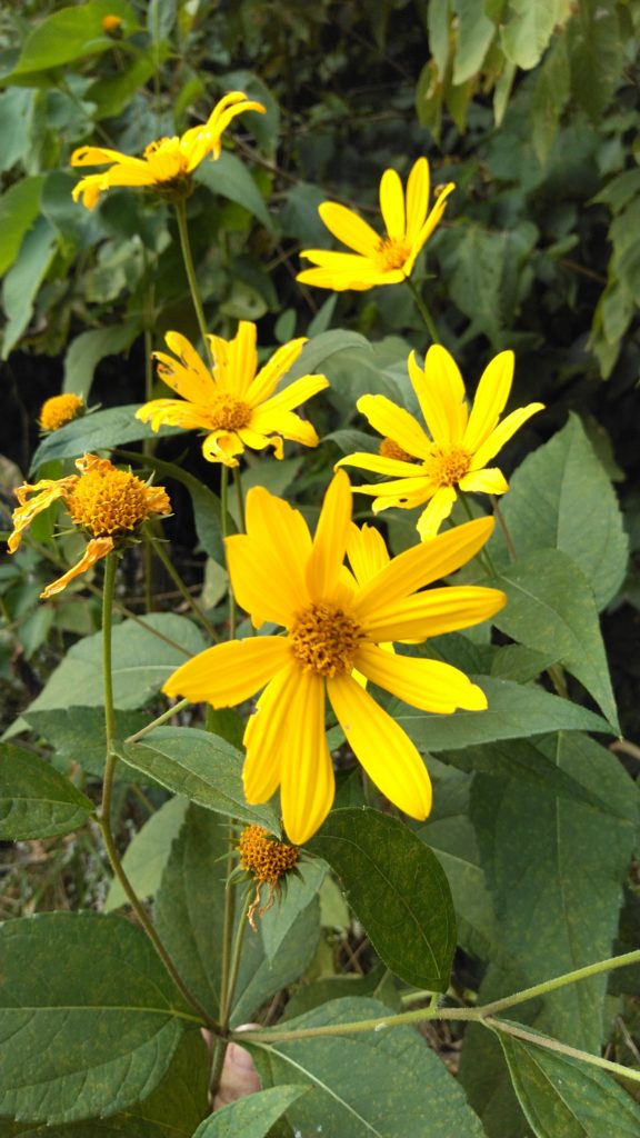 Sunchoke flowers