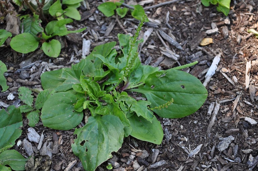 A broadleaf Plantain 