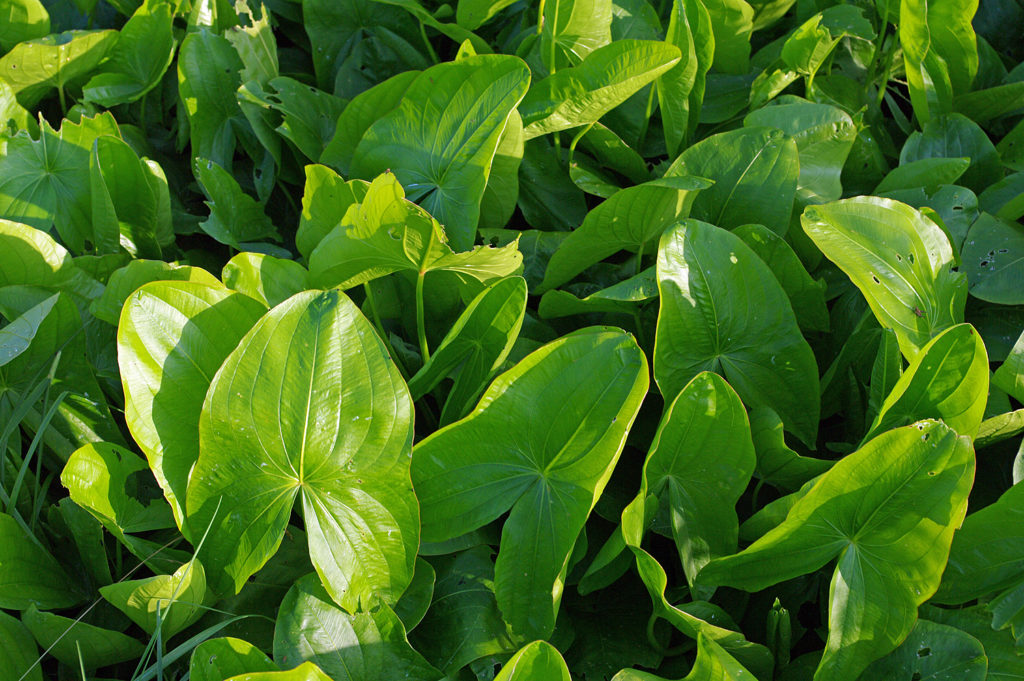 Wild Broad-leaved Arrowhead Sagittaria latifolia