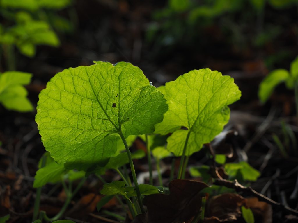 Garlic Mustard Alliaria petiolata