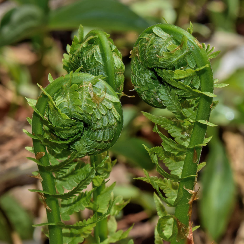 Ostrich fern Matteuccia struthiopteris