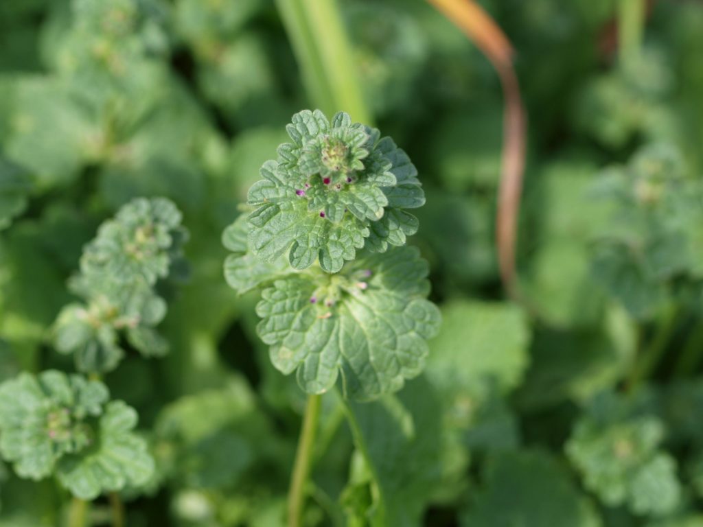 Henbit Plant