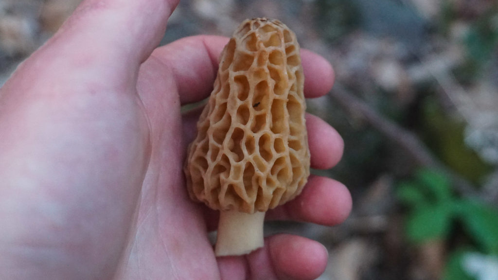 Morel Mushrooms