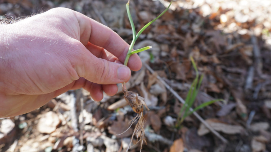 Wild Onions