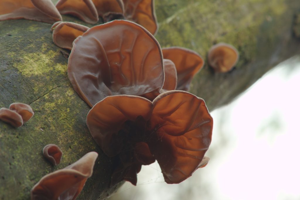 Wood Ear