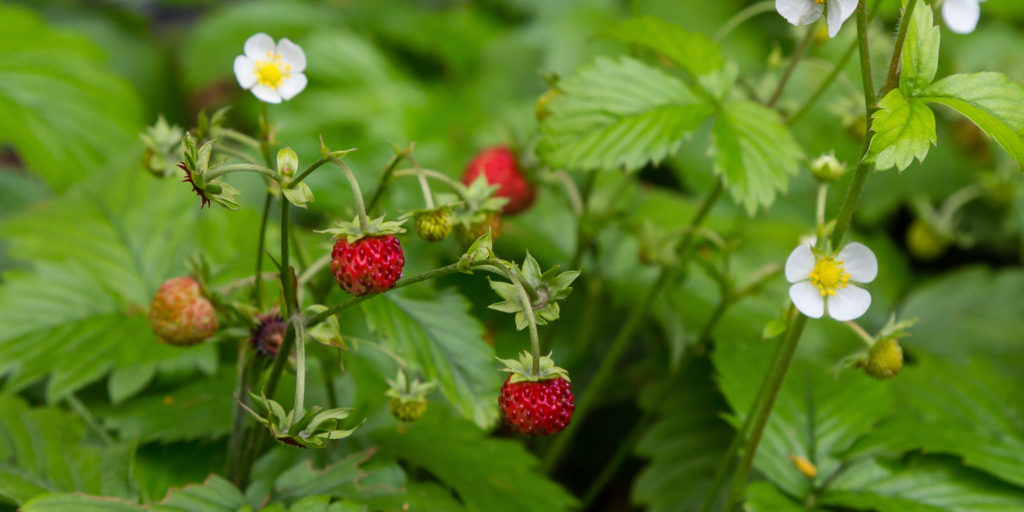 Wild Strawberries