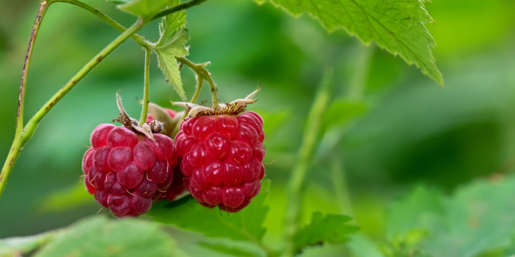 Wild Raspberries