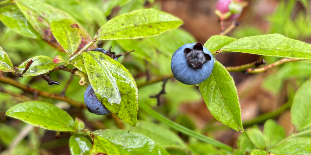 Wild Blueberries