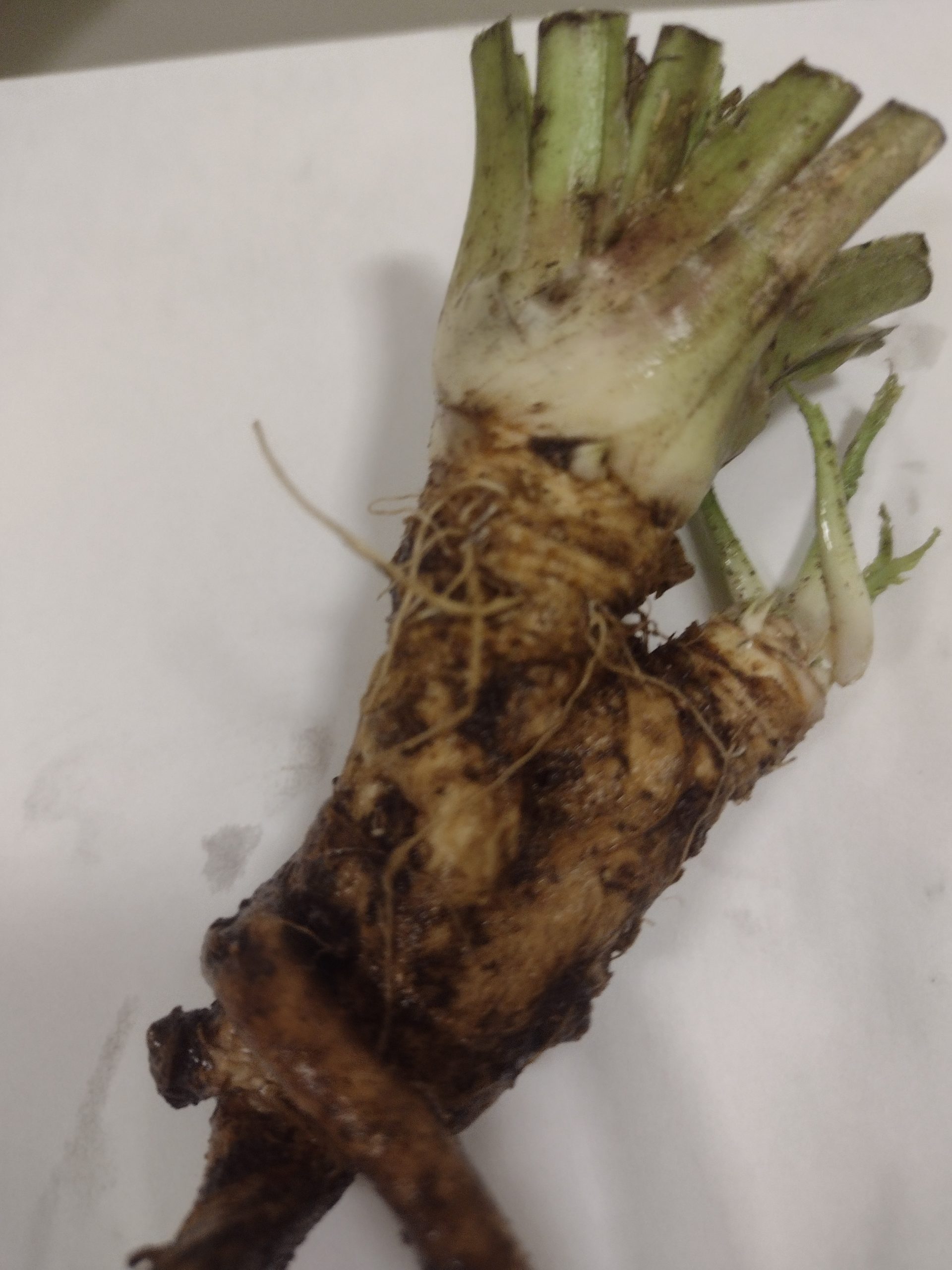 Horseradish Crowns Foraged