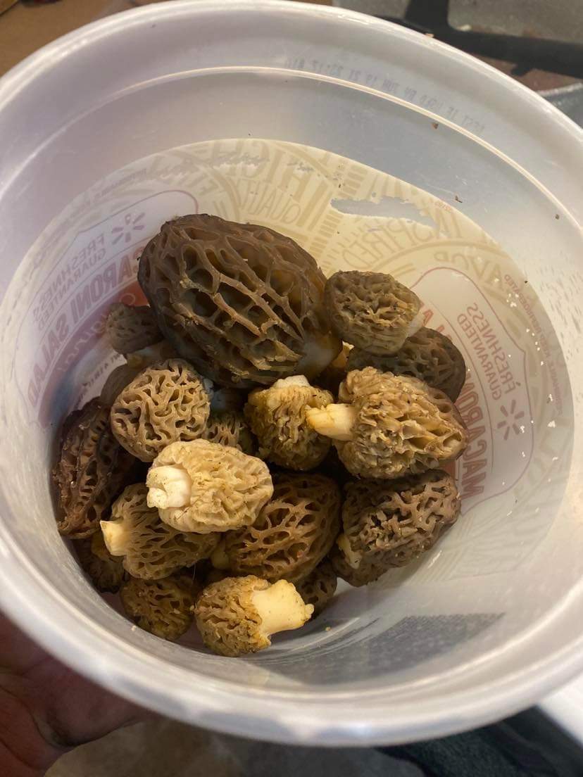 Fresh harvested dehydrated morel mushrooms Foraged