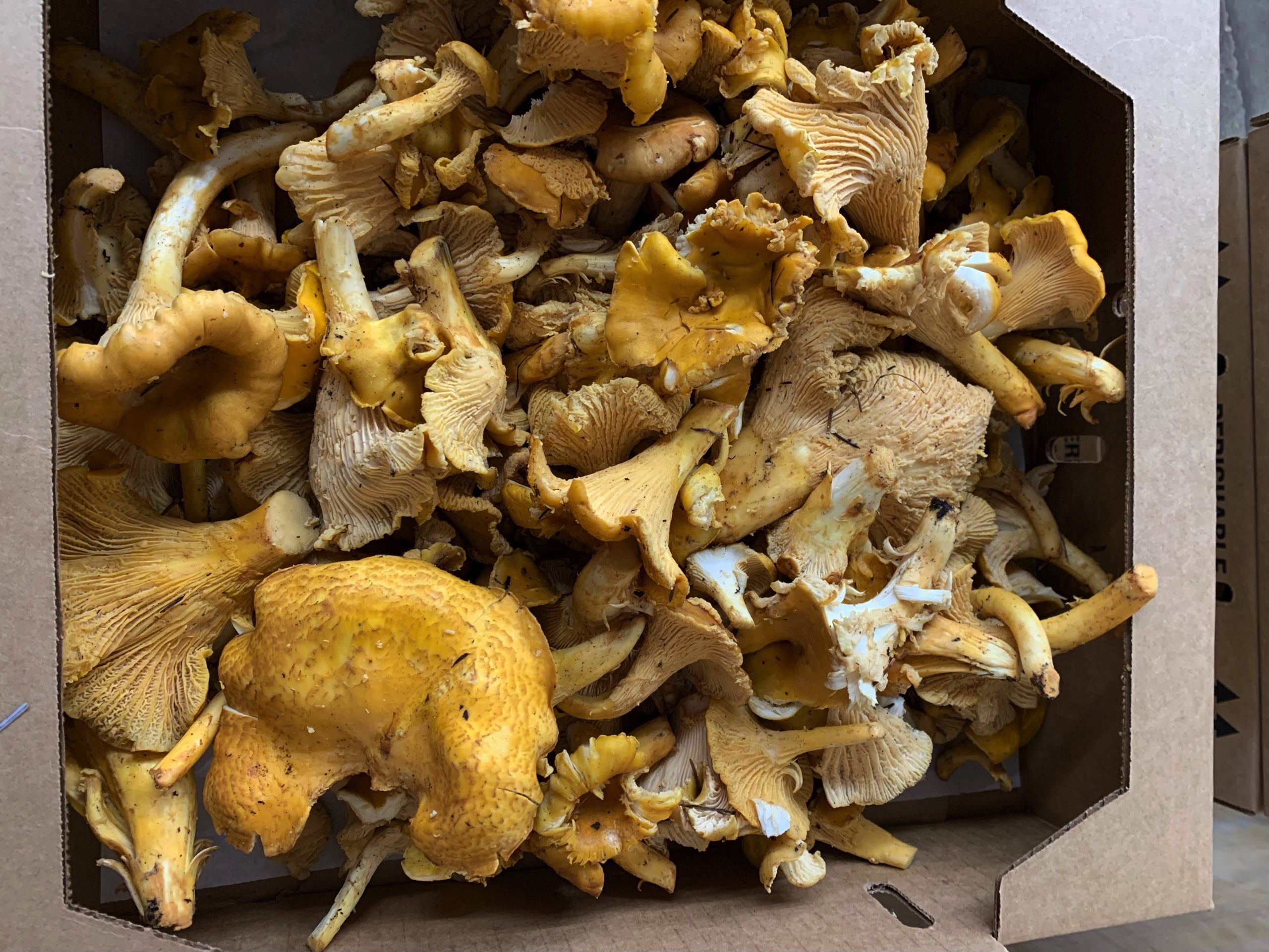 Fresh Wild Golden Chanterelles Foraged