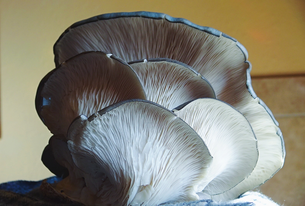 Fresh Blue Oyster Mushrooms - Foraged