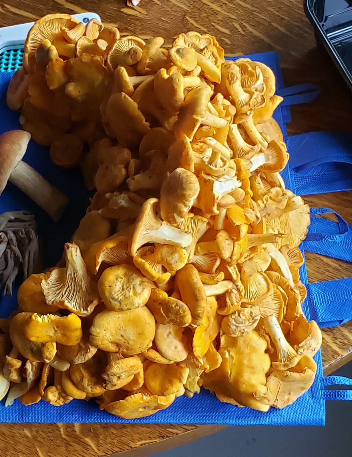 1 lb Fresh Golden Chanterelles FREE SHIPPING INCLUDED! Foraged