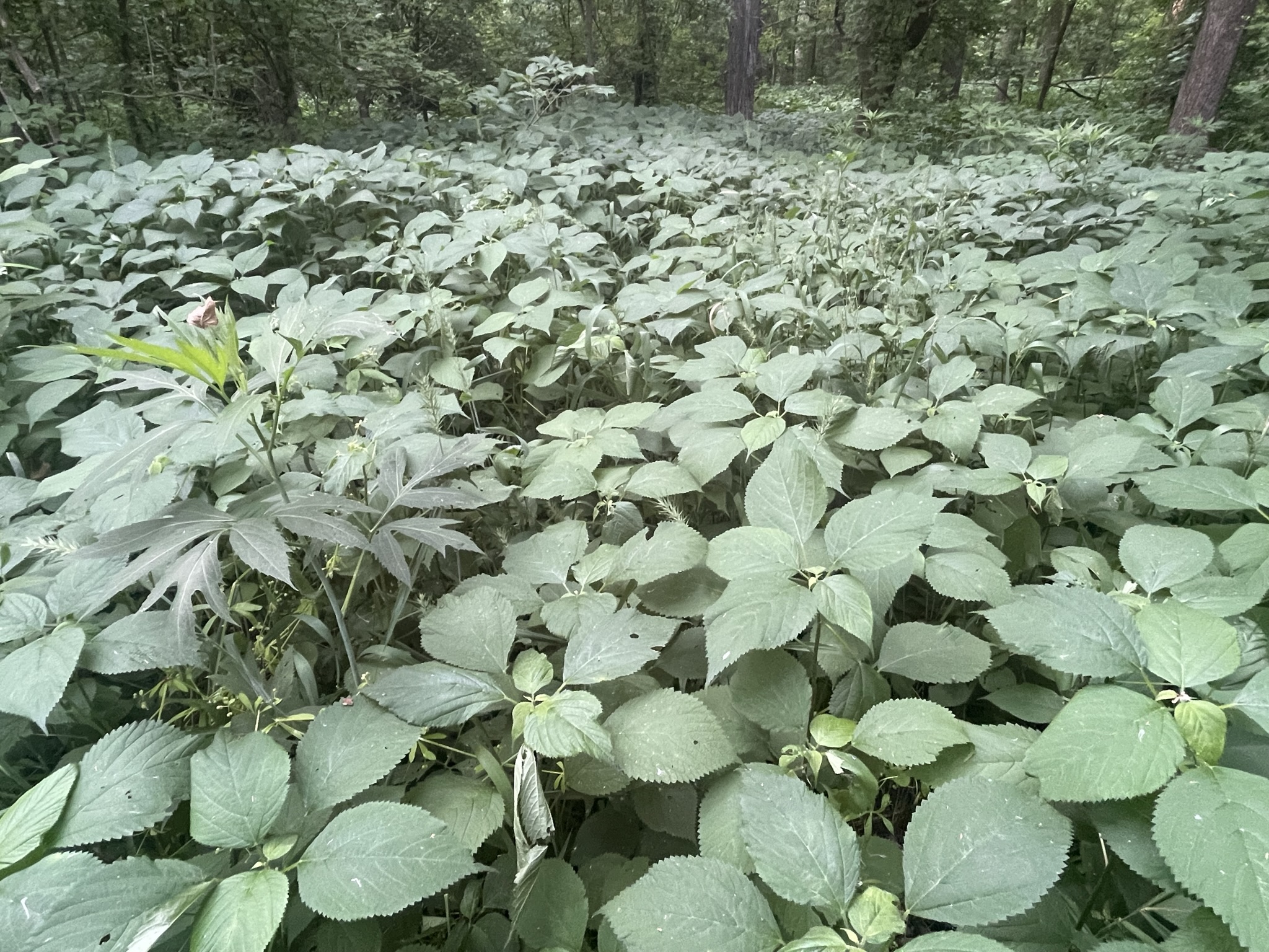 Wood Nettle Foraged