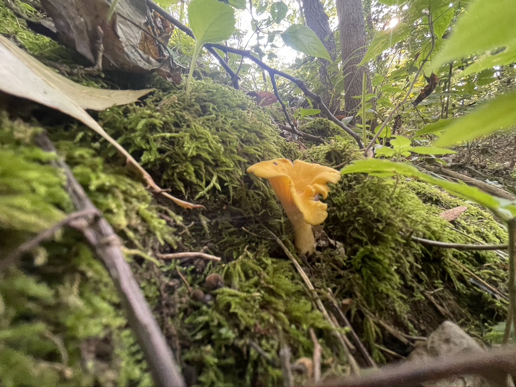 Frozen Chanterelle Mushrooms Foraged