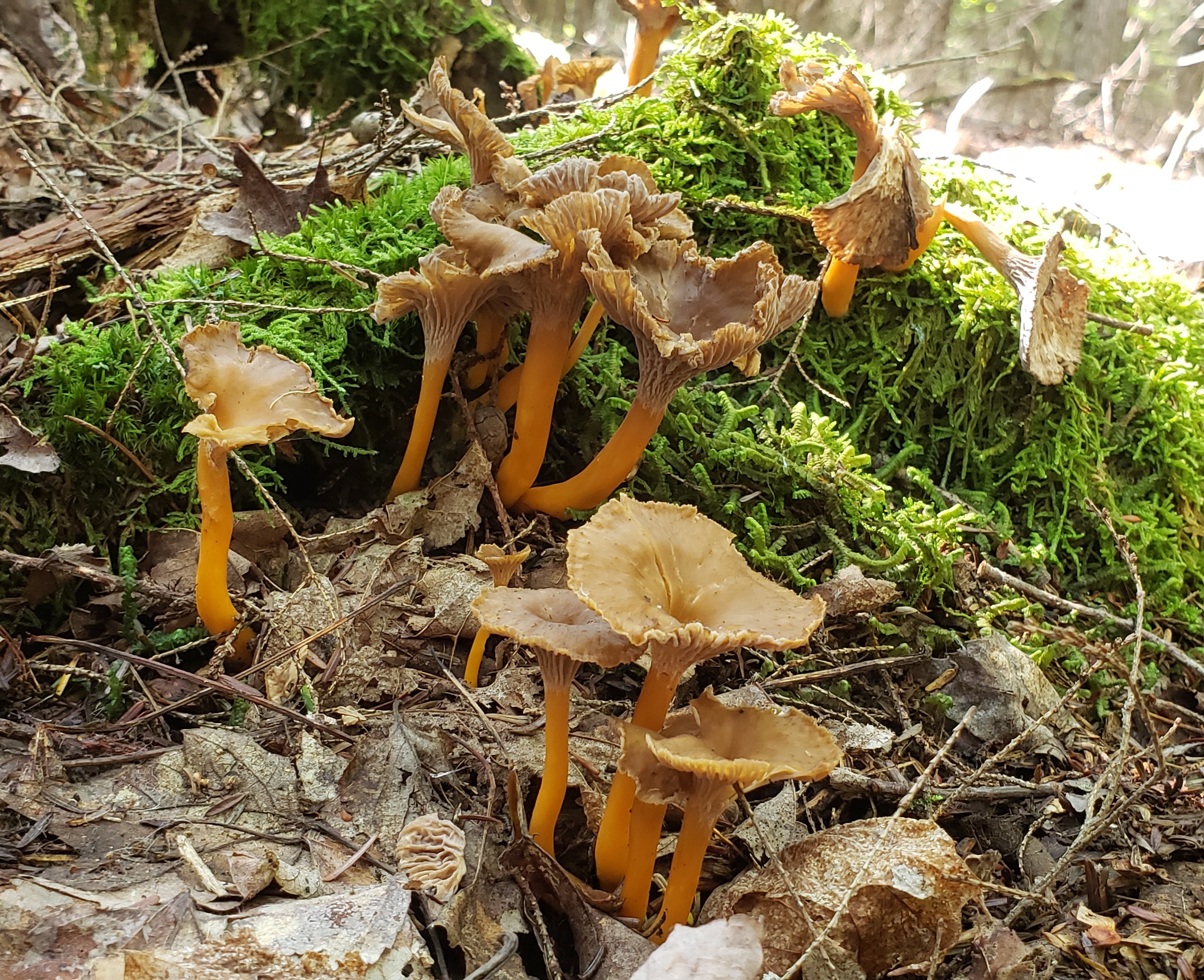Wild Yellowfoot Chanterelles (per 1/4 lb) FREE SHIPPING INCLUDED Foraged