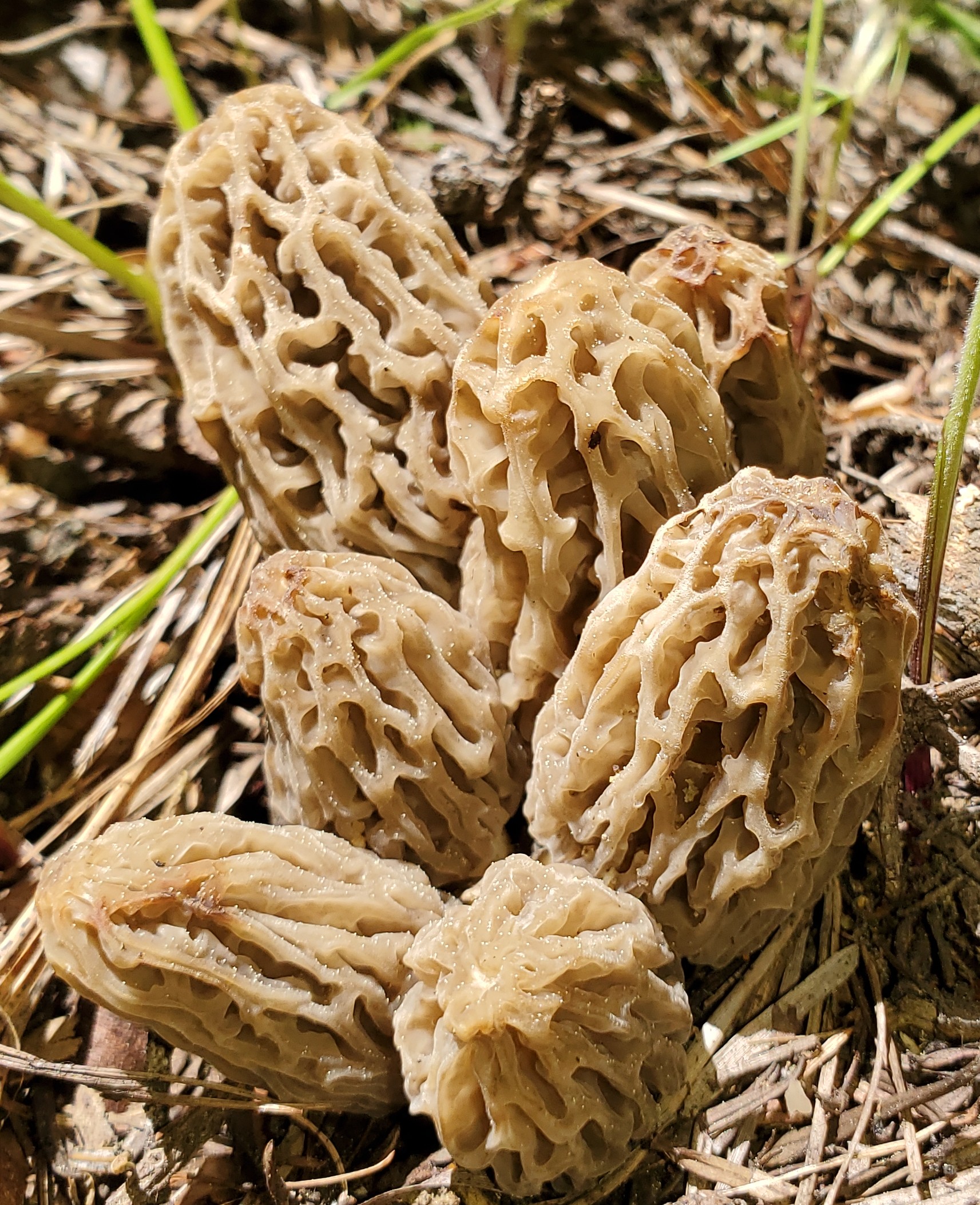 Fresh harvested dehydrated morel mushrooms Foraged