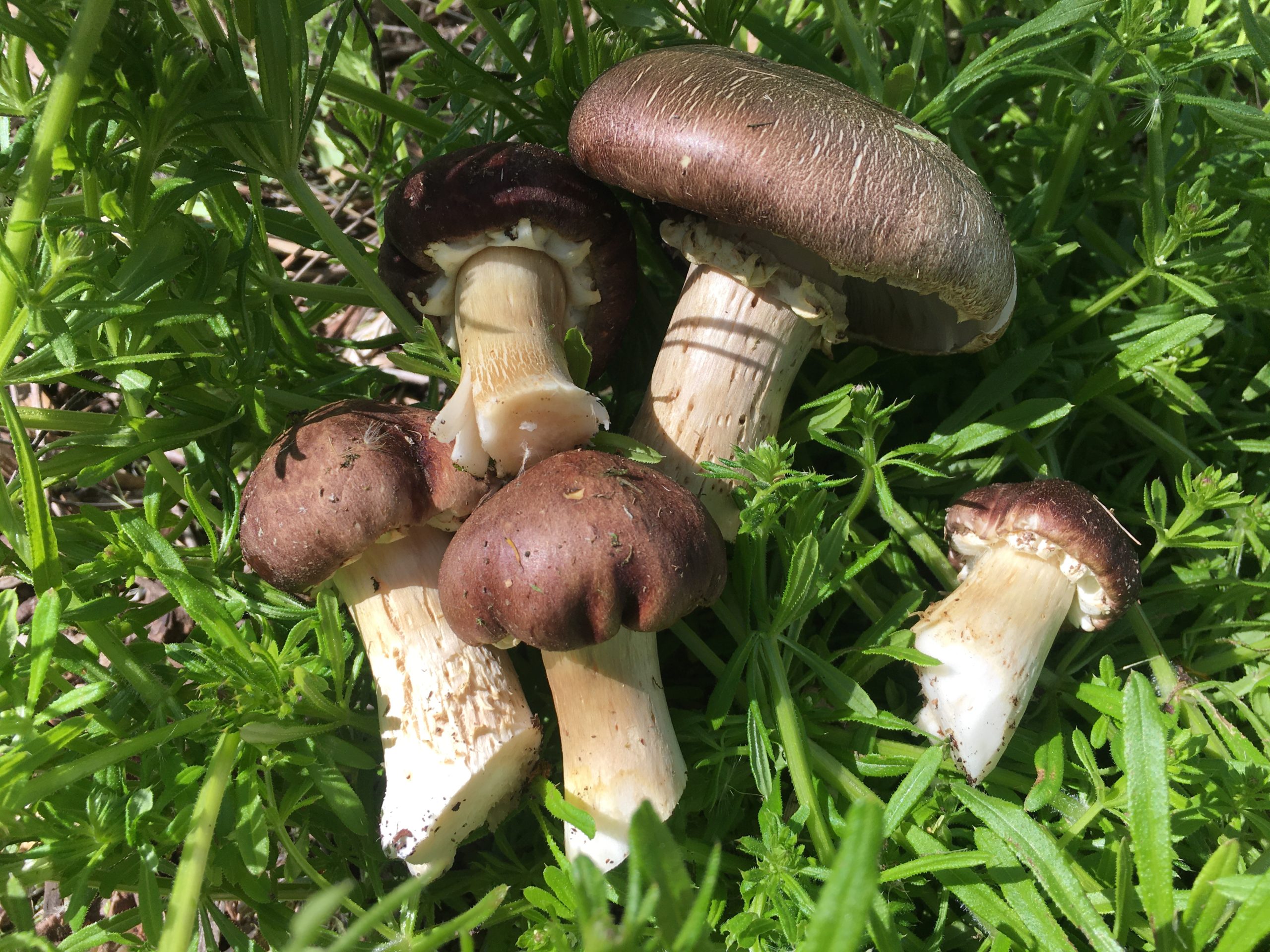 2 lbs. Wine Caps Stropharia rugosoannulata Foraged