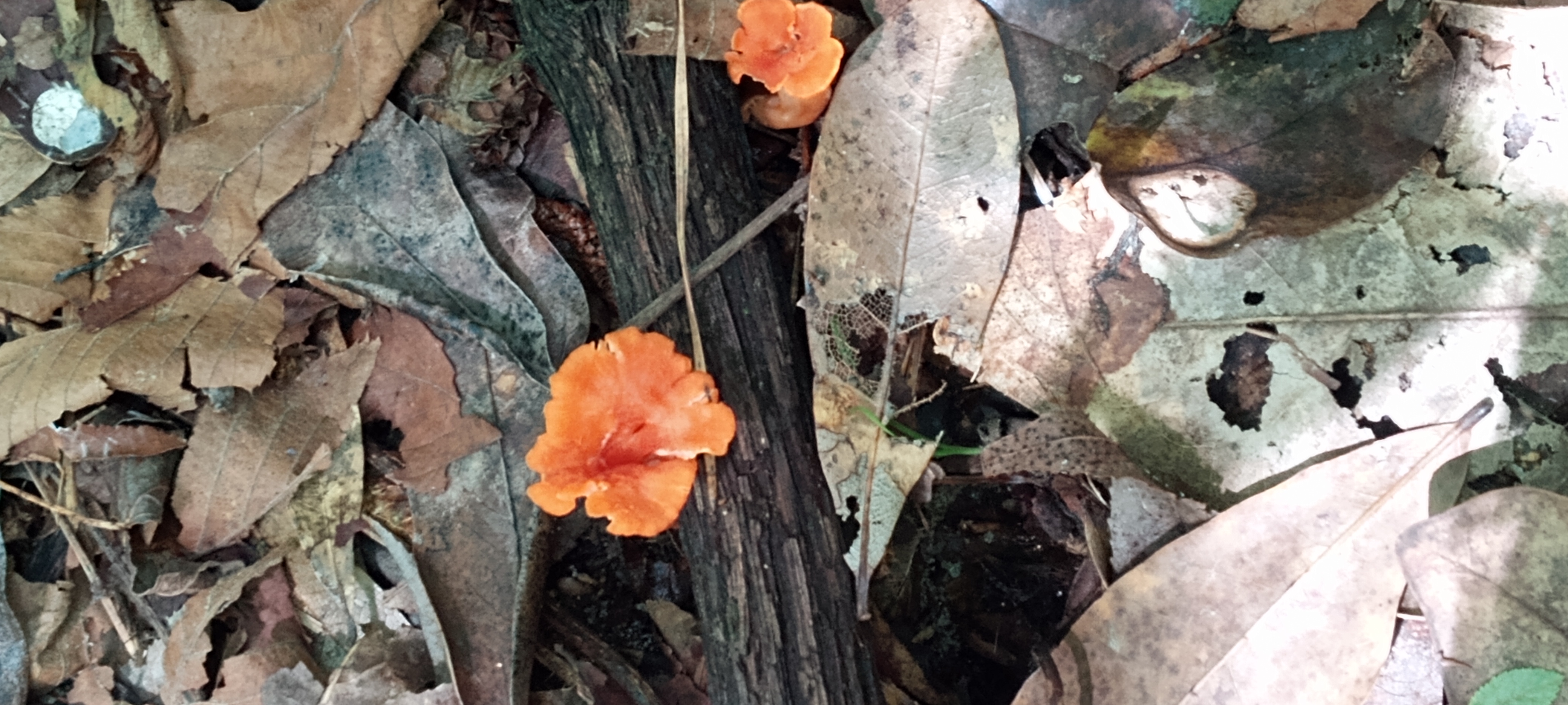 Cinnabar chanterelles Foraged