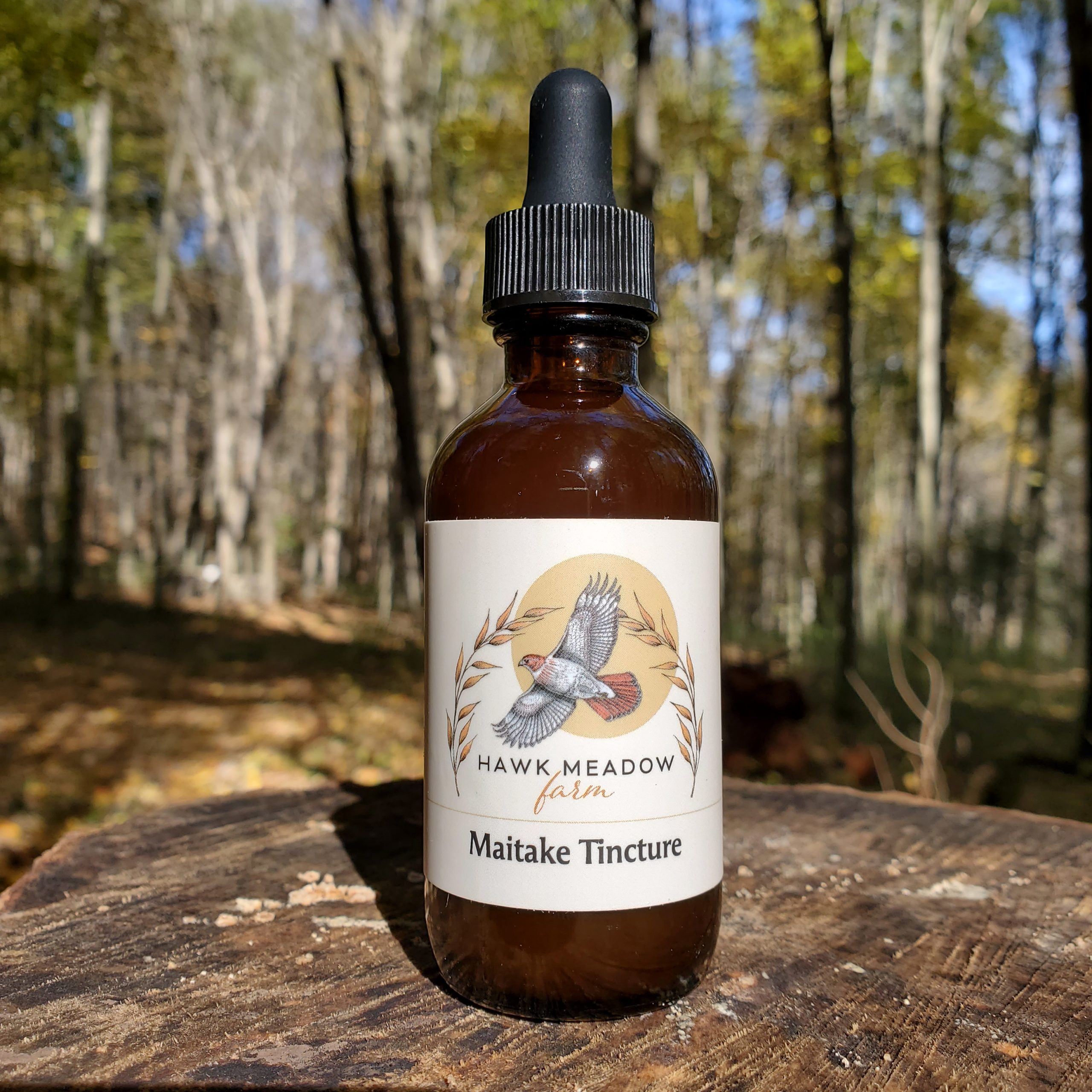 Maitake Tincture Foraged
