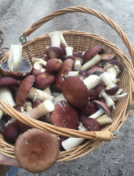 Grow your own Red Wine Cap mushrooms Foraged