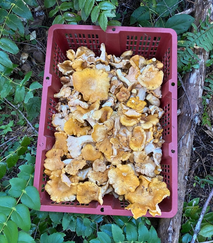 Dried Wild Chanterelle Foraged