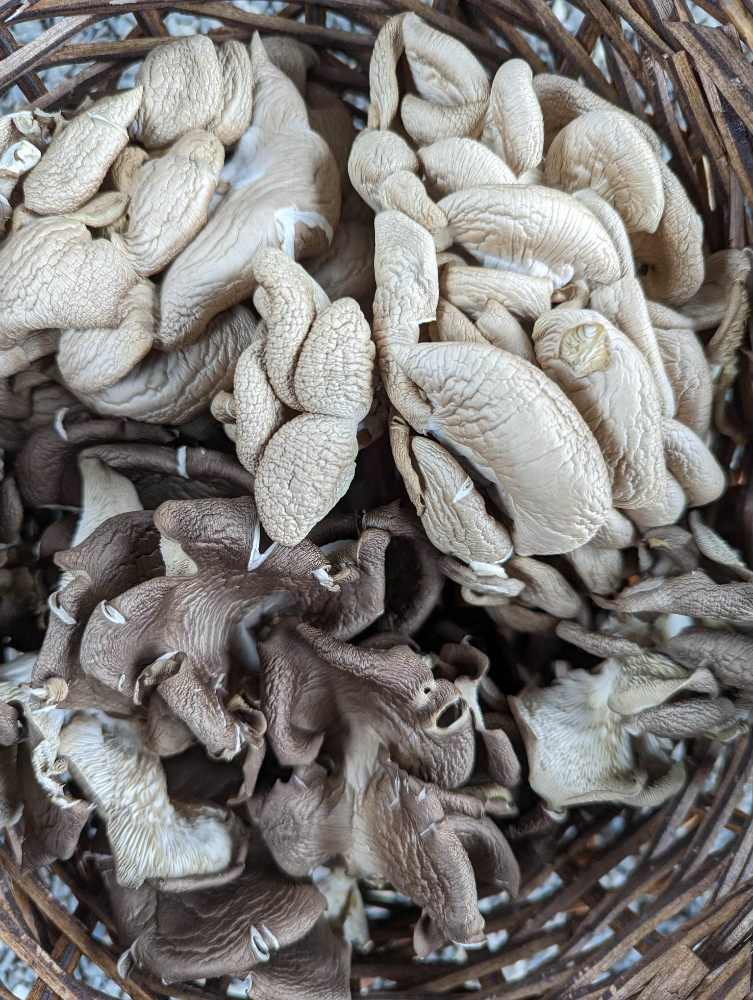 Dried Oyster Mushrooms Foraged