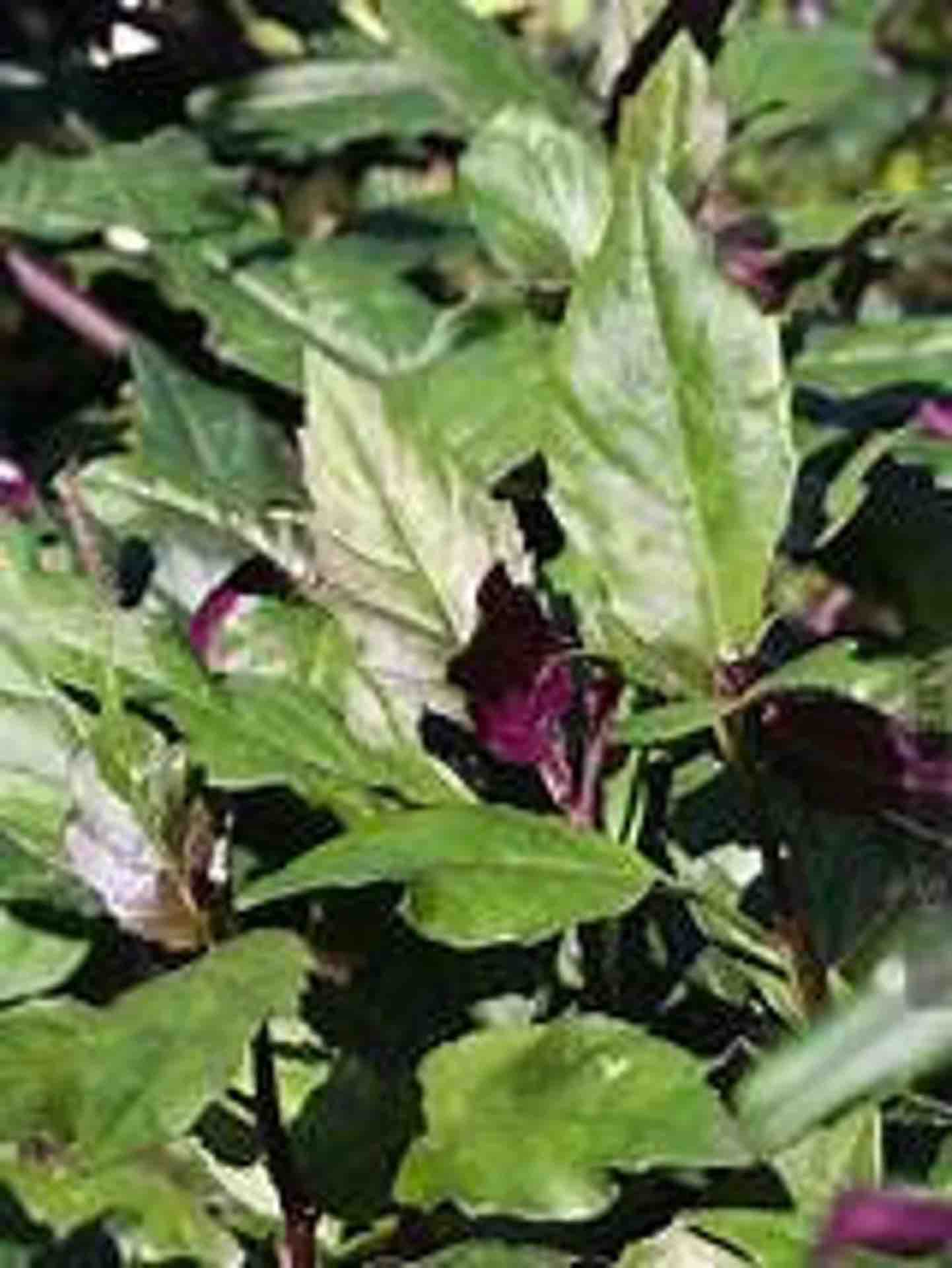 Two Okinawa spinach (Gynura crepioides) Live Plants Foraged