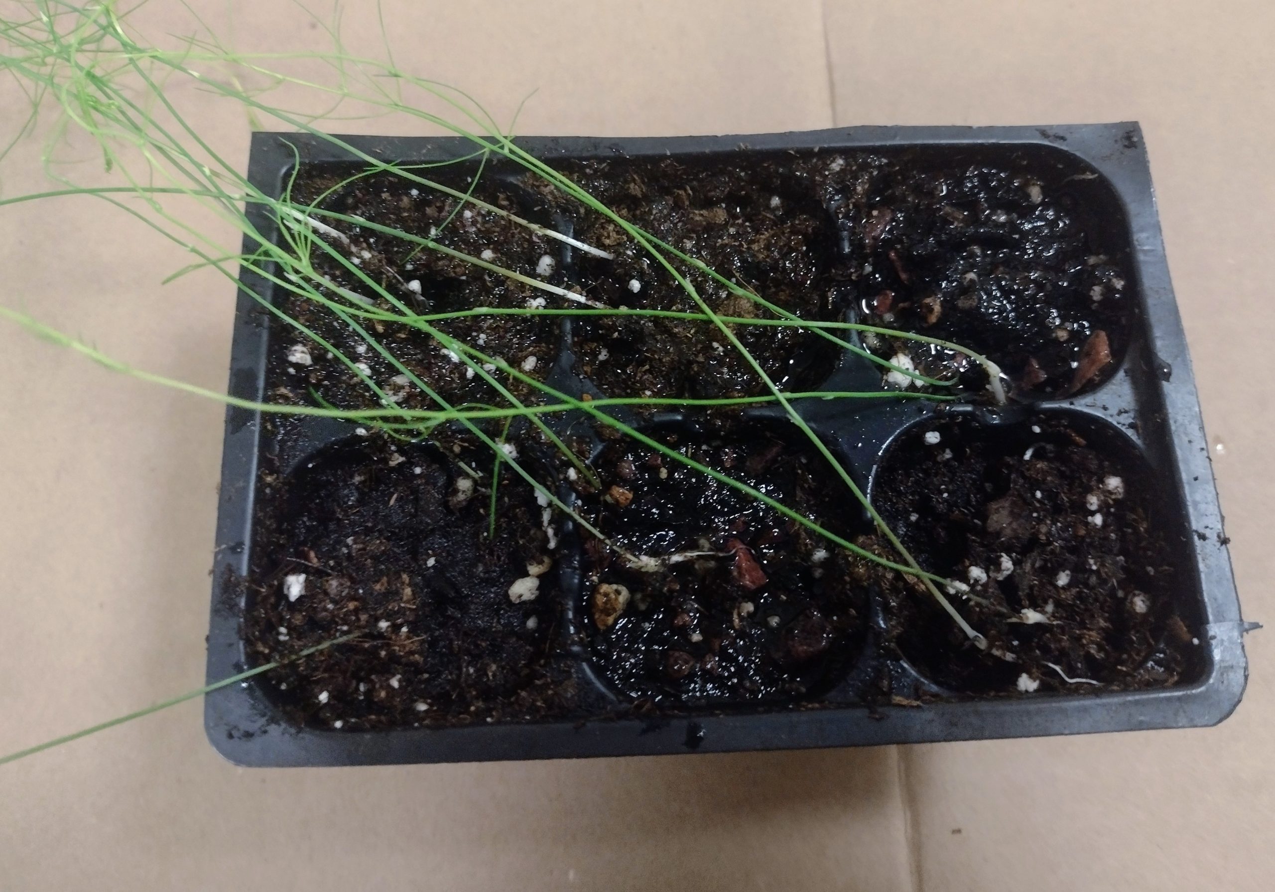 6Pack of Asparagus Live Plant Plugs Foraged