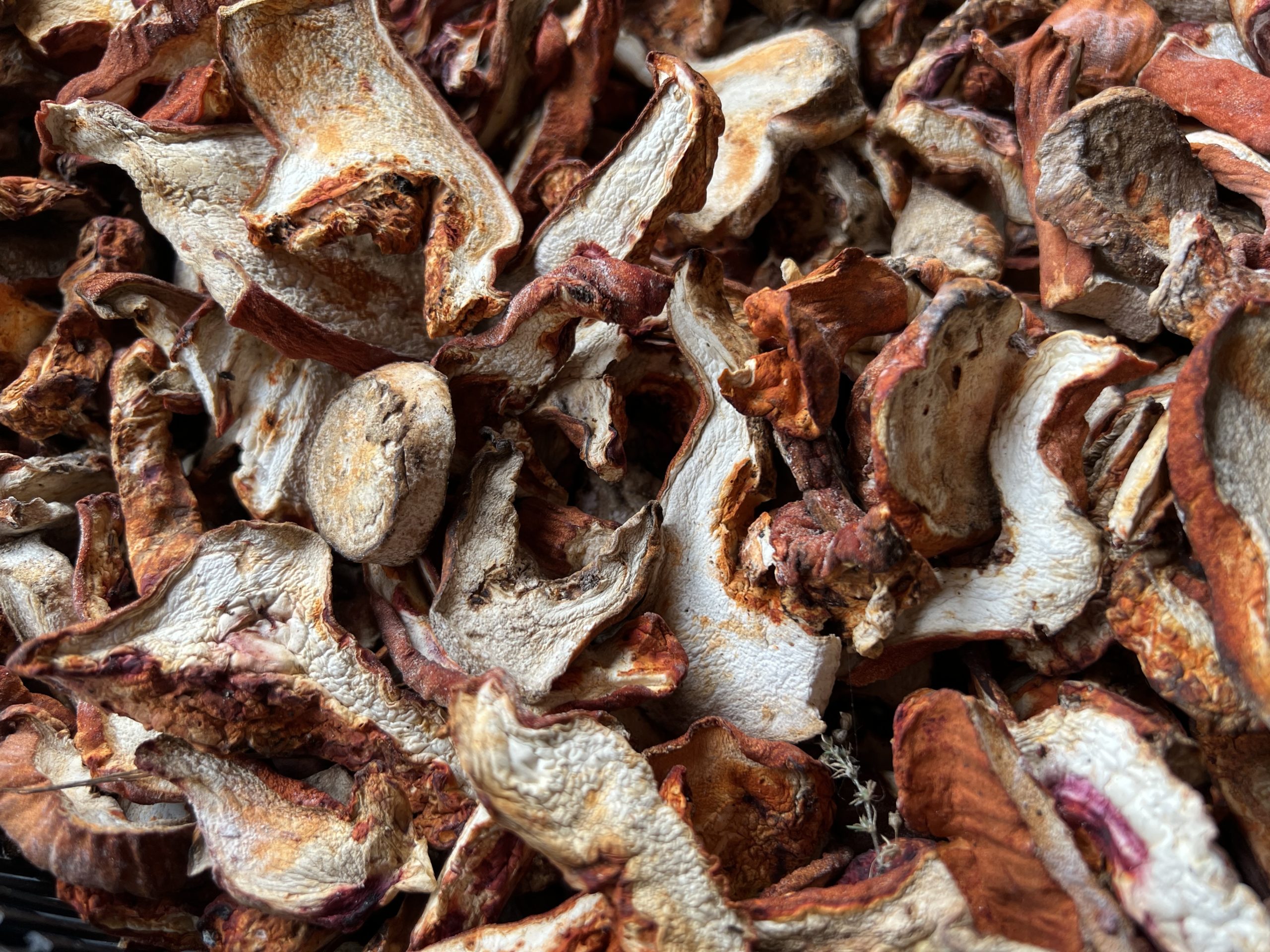 Dried lobster Foraged