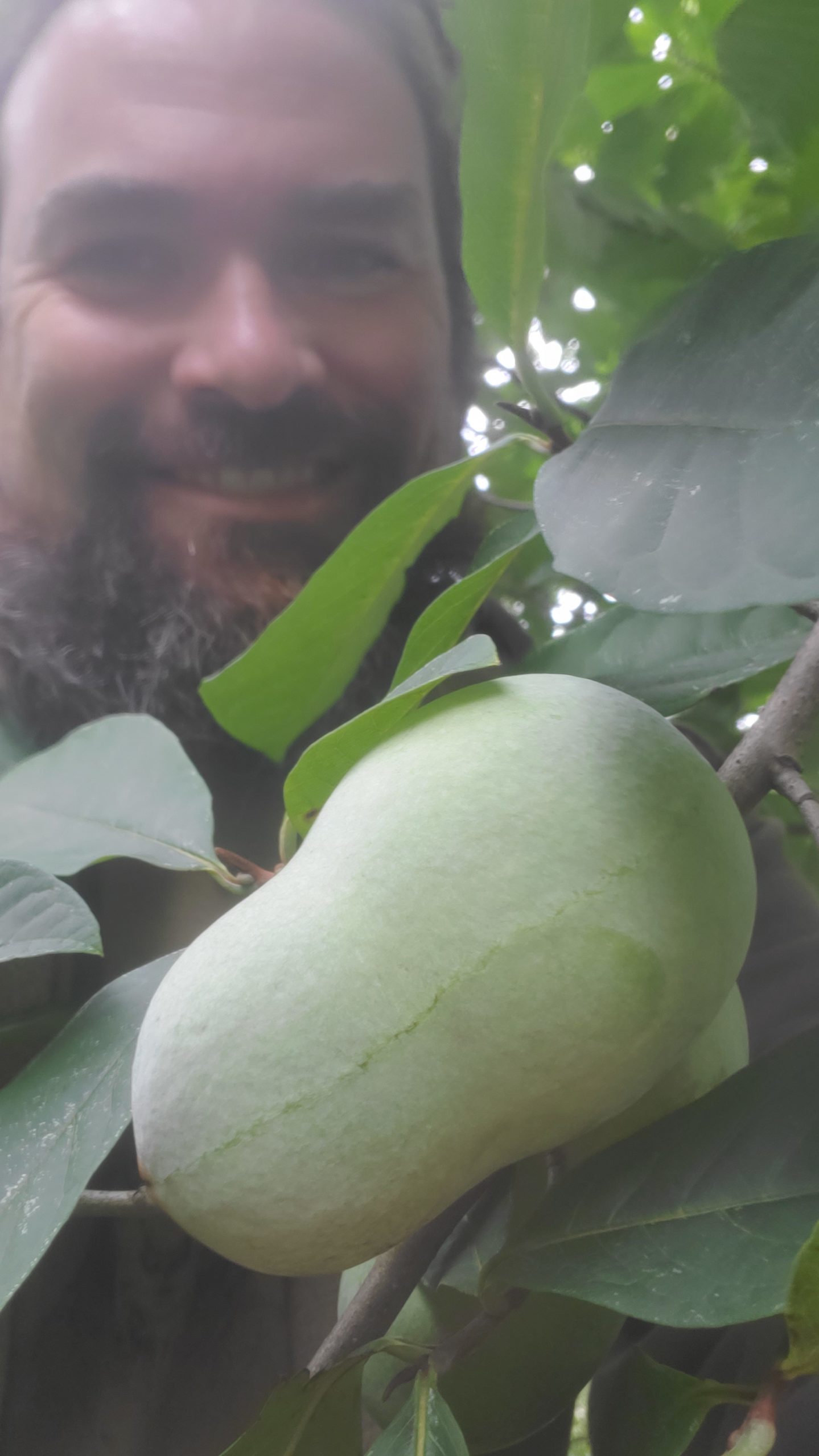 1lb Native American Pawpaws whole fresh Fruit to enjoy AND grow your