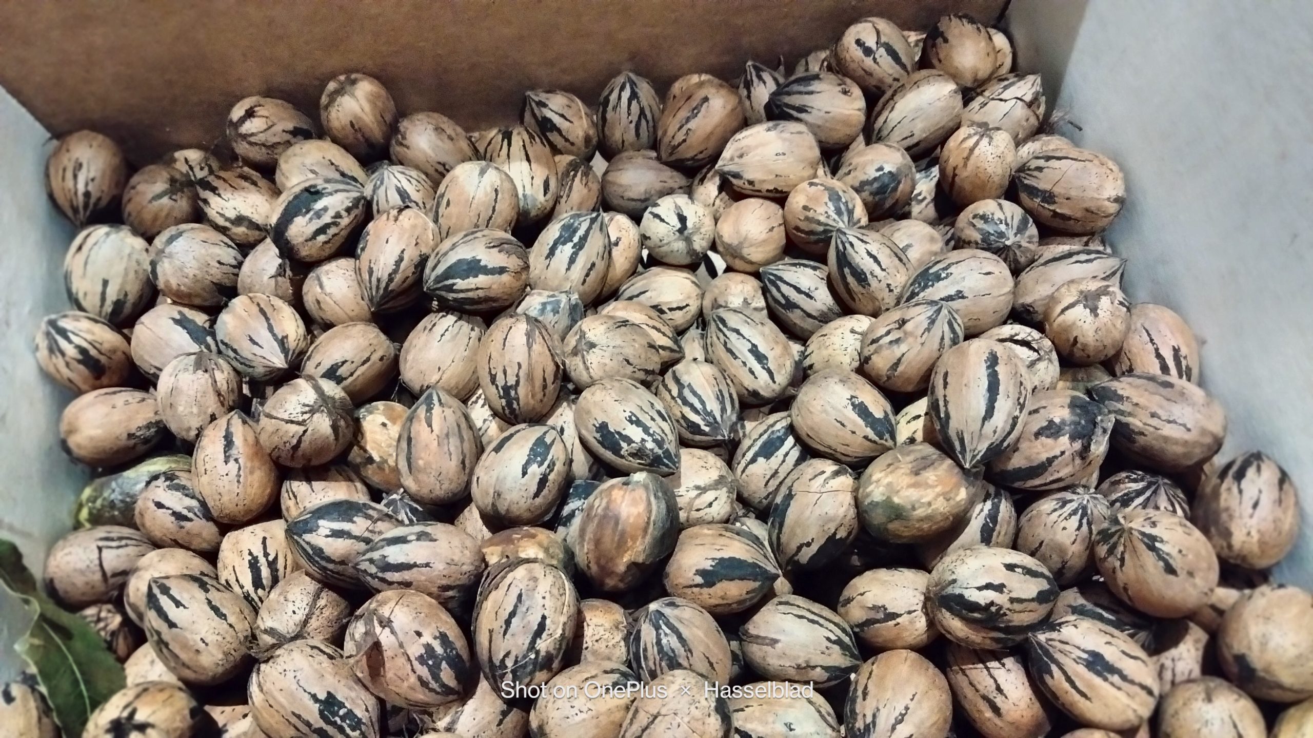 North Carolina Pecans Foraged