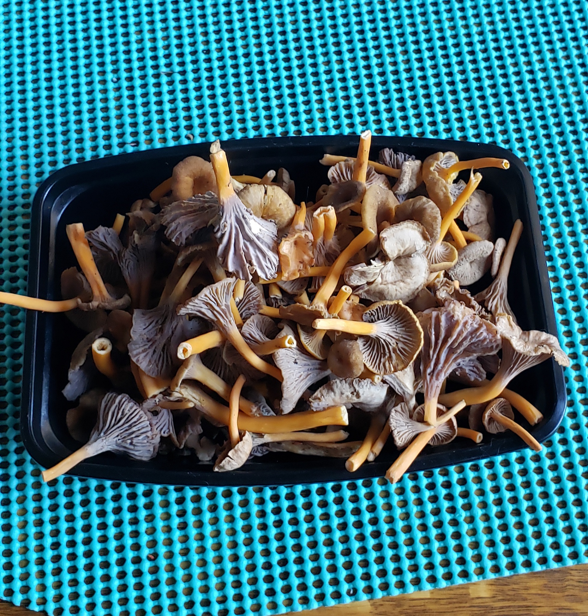 Wild Yellowfoot Chanterelles (per 1/4 lb) FREE SHIPPING INCLUDED Foraged
