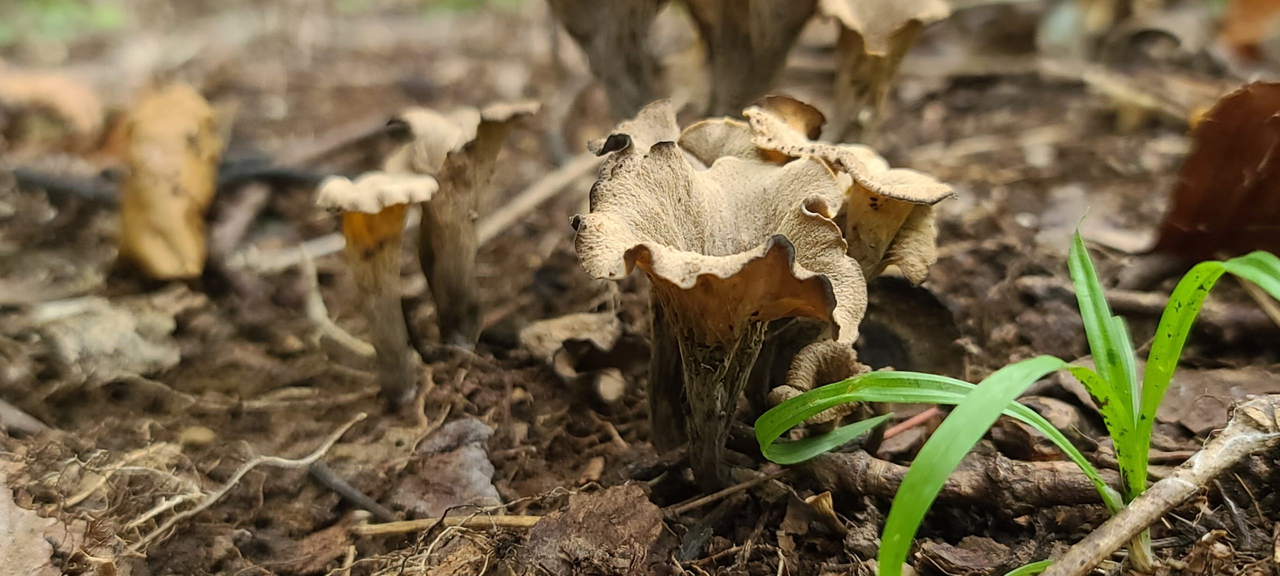 Fresh Black Trumpet Foraged