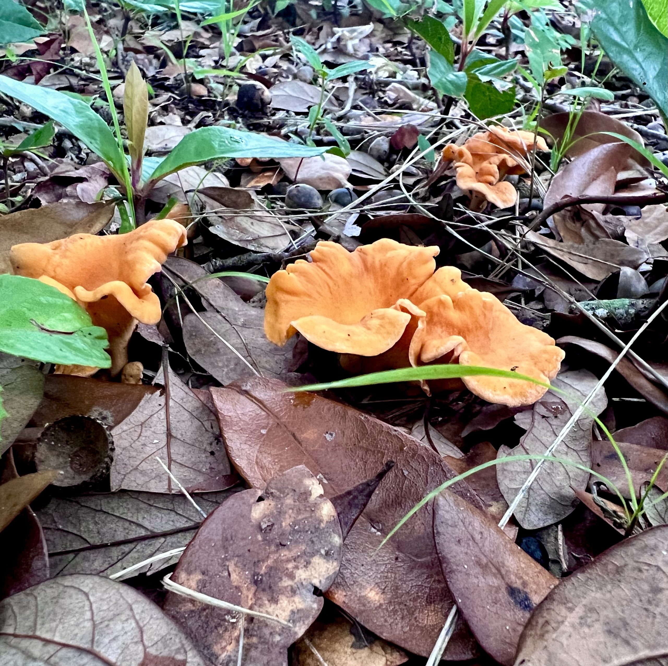 Golden Chanterelles **Fresh** Foraged