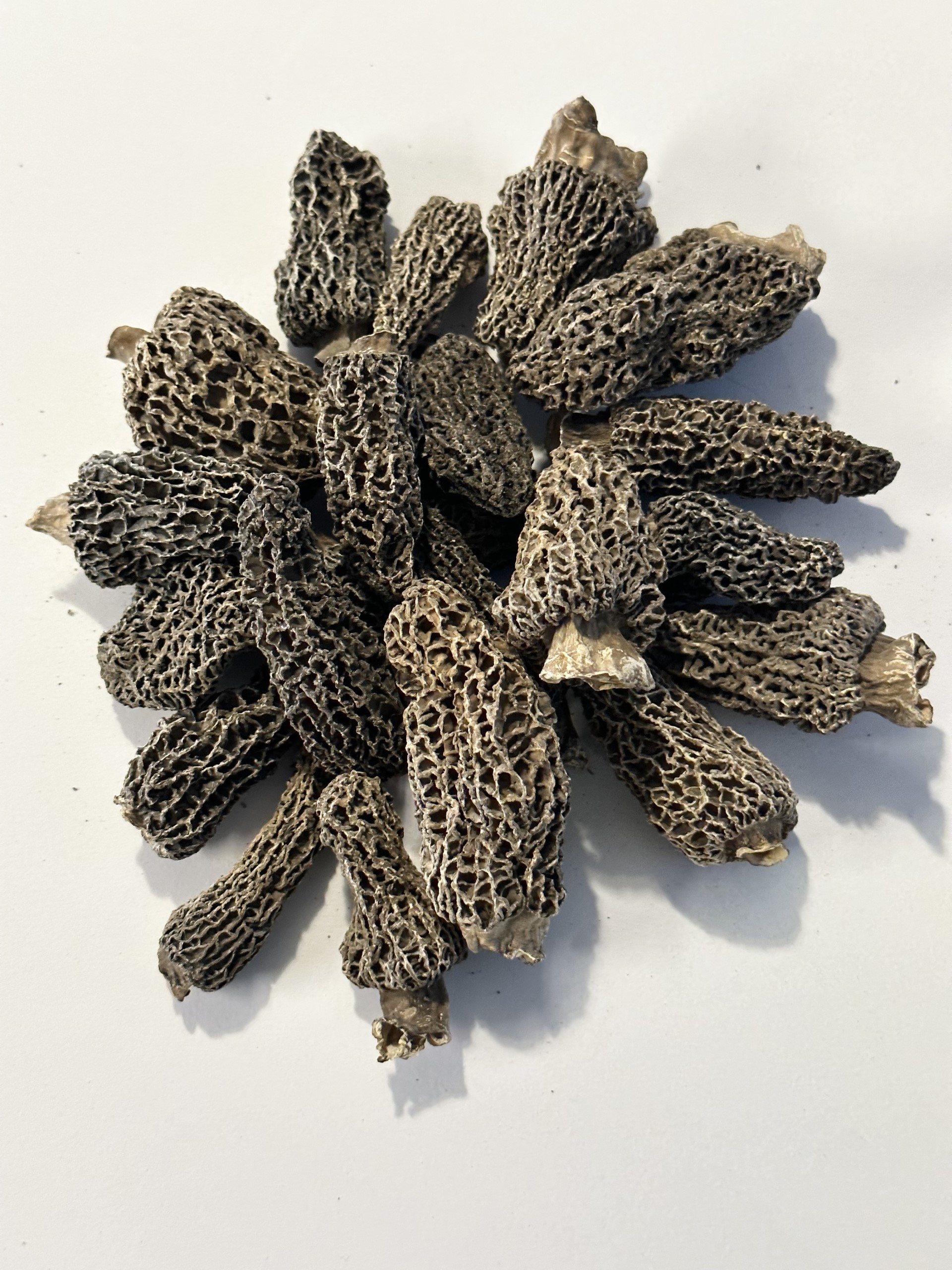 Dried Wild Morel Mushrooms - Foraged
