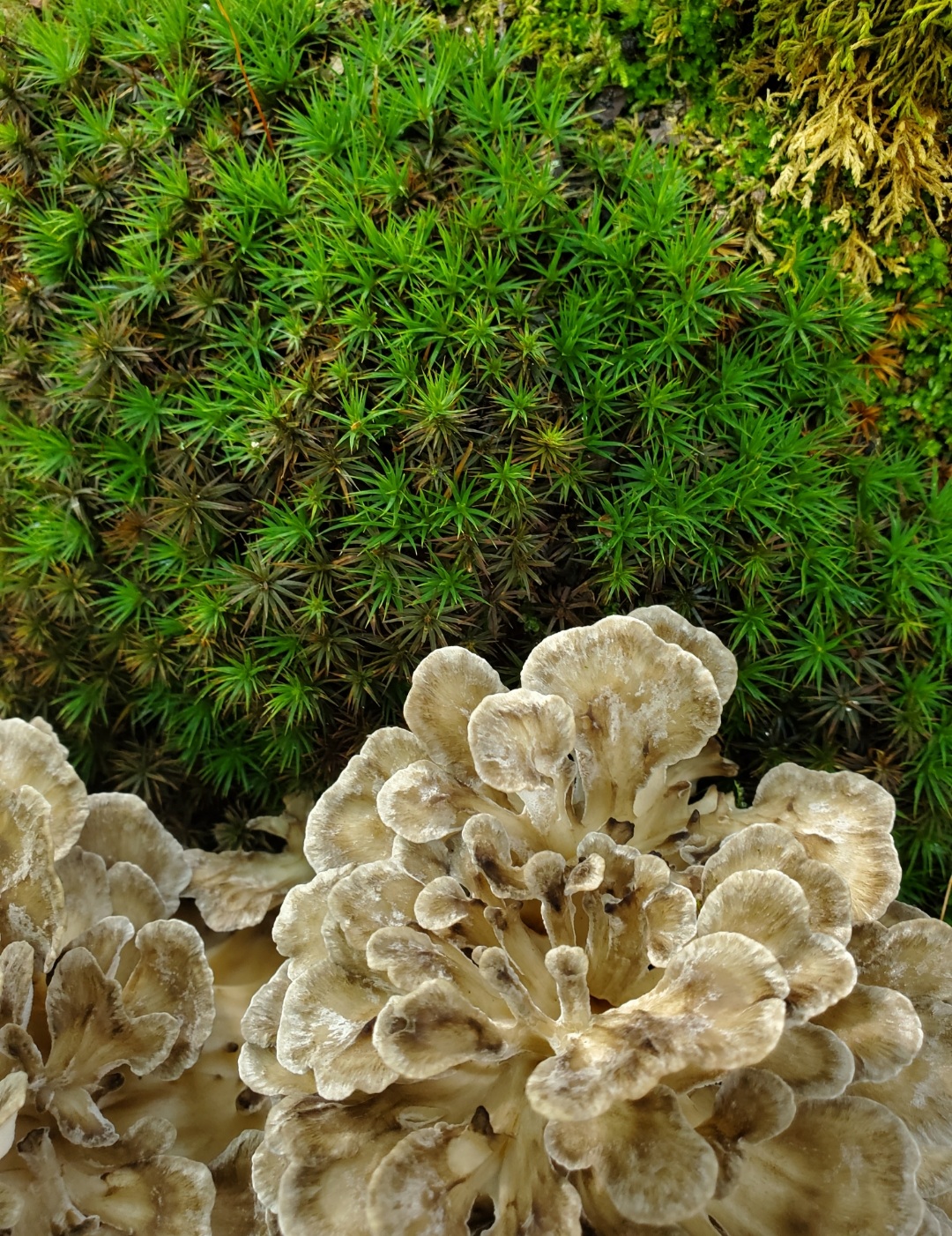 Maitake Tincture Foraged