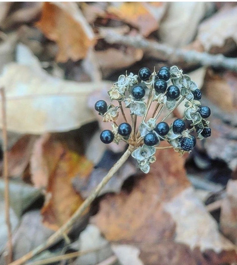 Wild Ramp Seeds Foraged