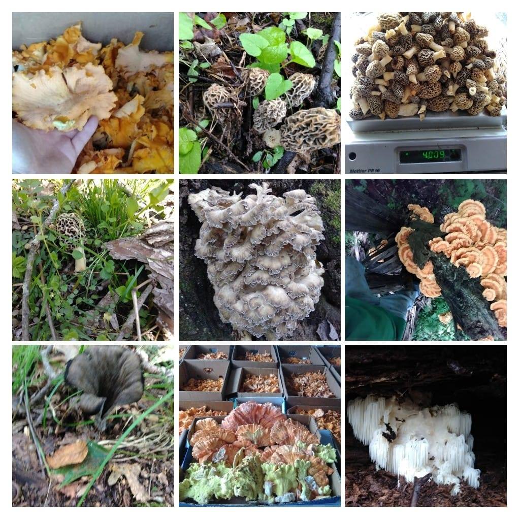 Wild Foraged Goods - Foraged
